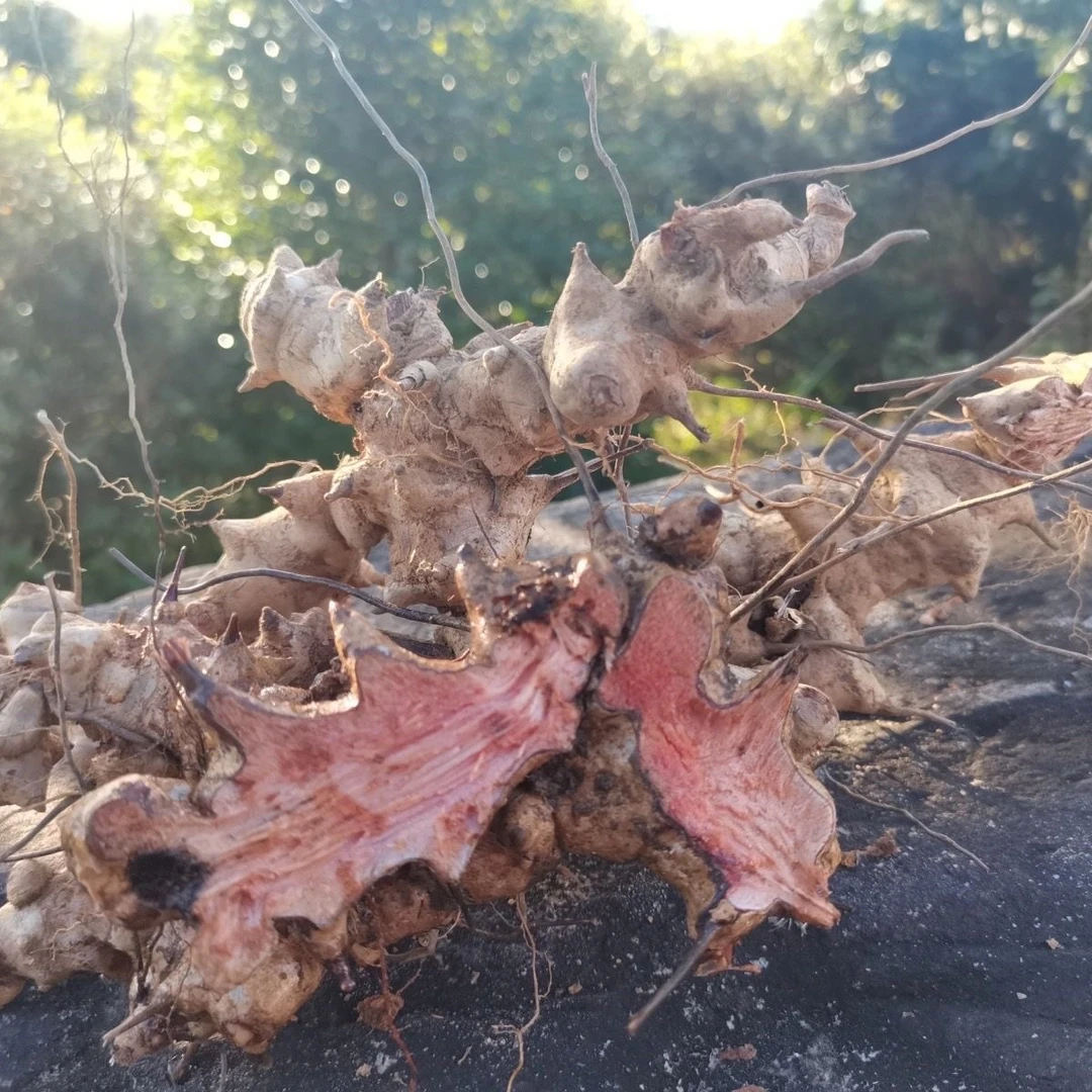 广东野生金刚藤根自然晒干菝葜片新鲜现挖金刚刺铁菱角煲汤泡酒