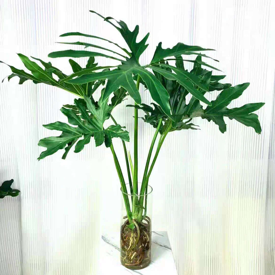 （直播一物一拍）龙鳞春羽四件常绿室内外养殖基地直发