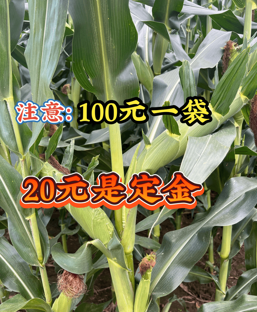 绿植，爽推荐（高产品种）预定金