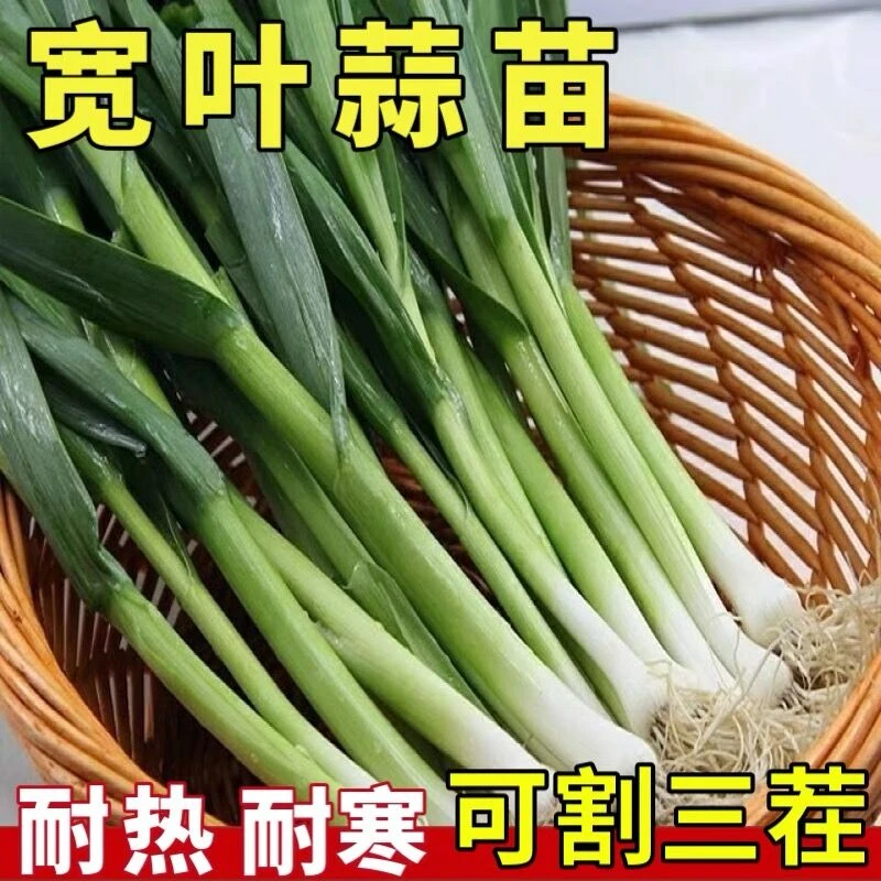 抢！四季宽叶蒜苗种子三茬连续采收红皮蒜苗籽农家大田蔬菜籽简单
