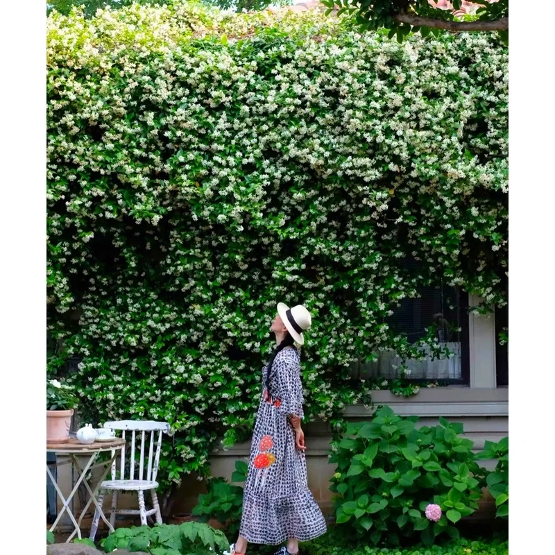 络石藤白色风车茉莉花大苗特大老桩四季常青庭院爬藤攀援花卉浓香