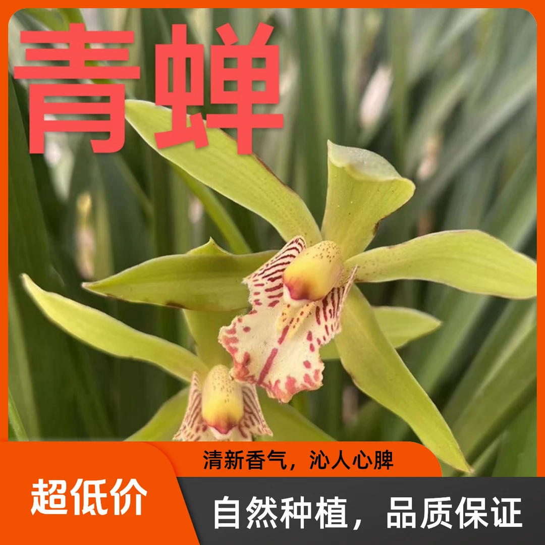 8.8包邮【带芽老芦头】多个虎头兰品种可选购 农户自养 人工养殖