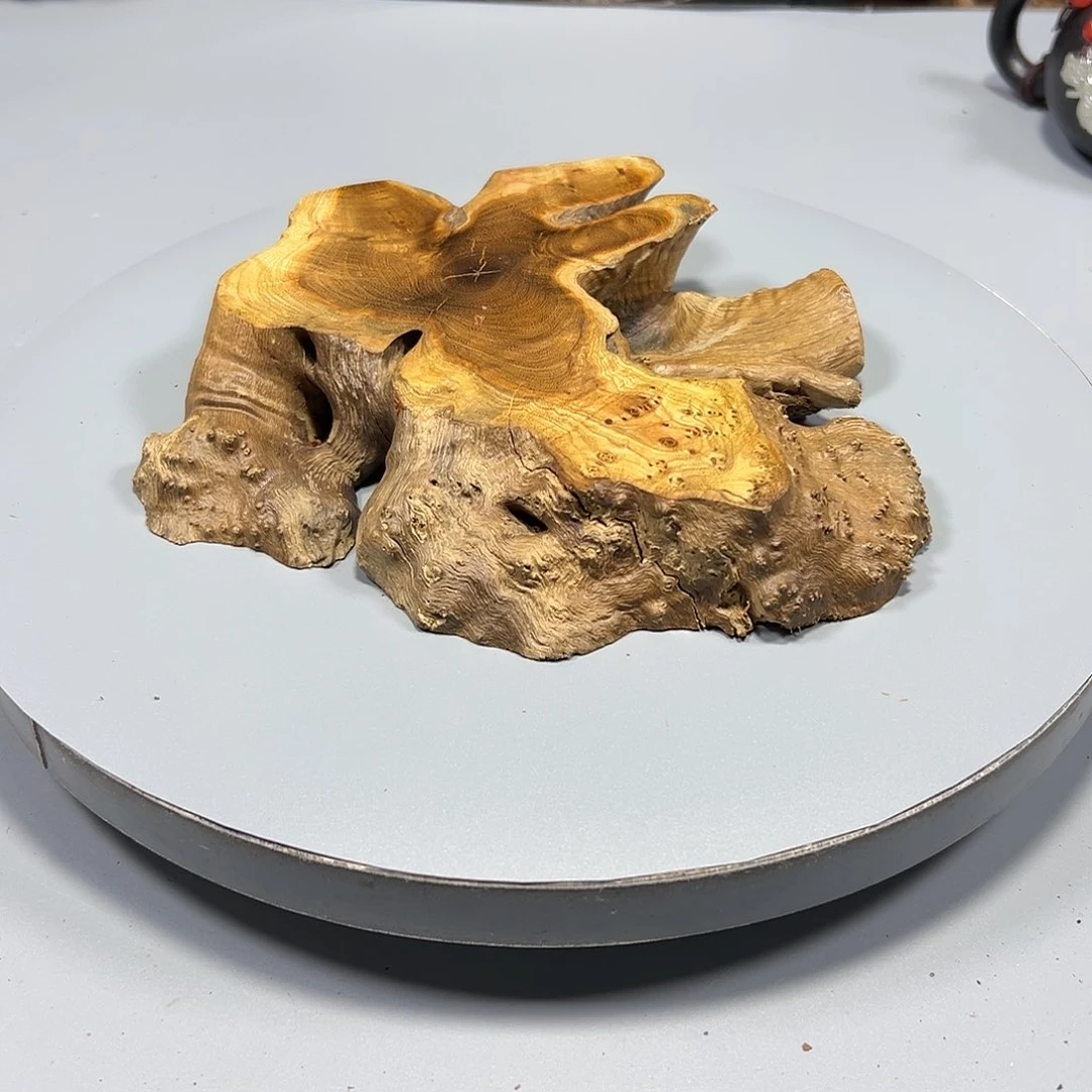 大果紫檀（缅甸花梨）后*