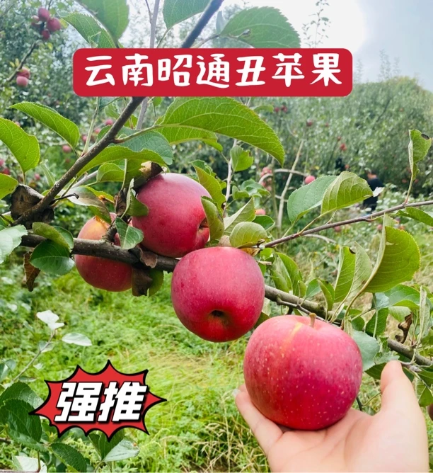 昭通糖心丑苹果现摘现发脆甜爽口精品果包邮新鲜到家