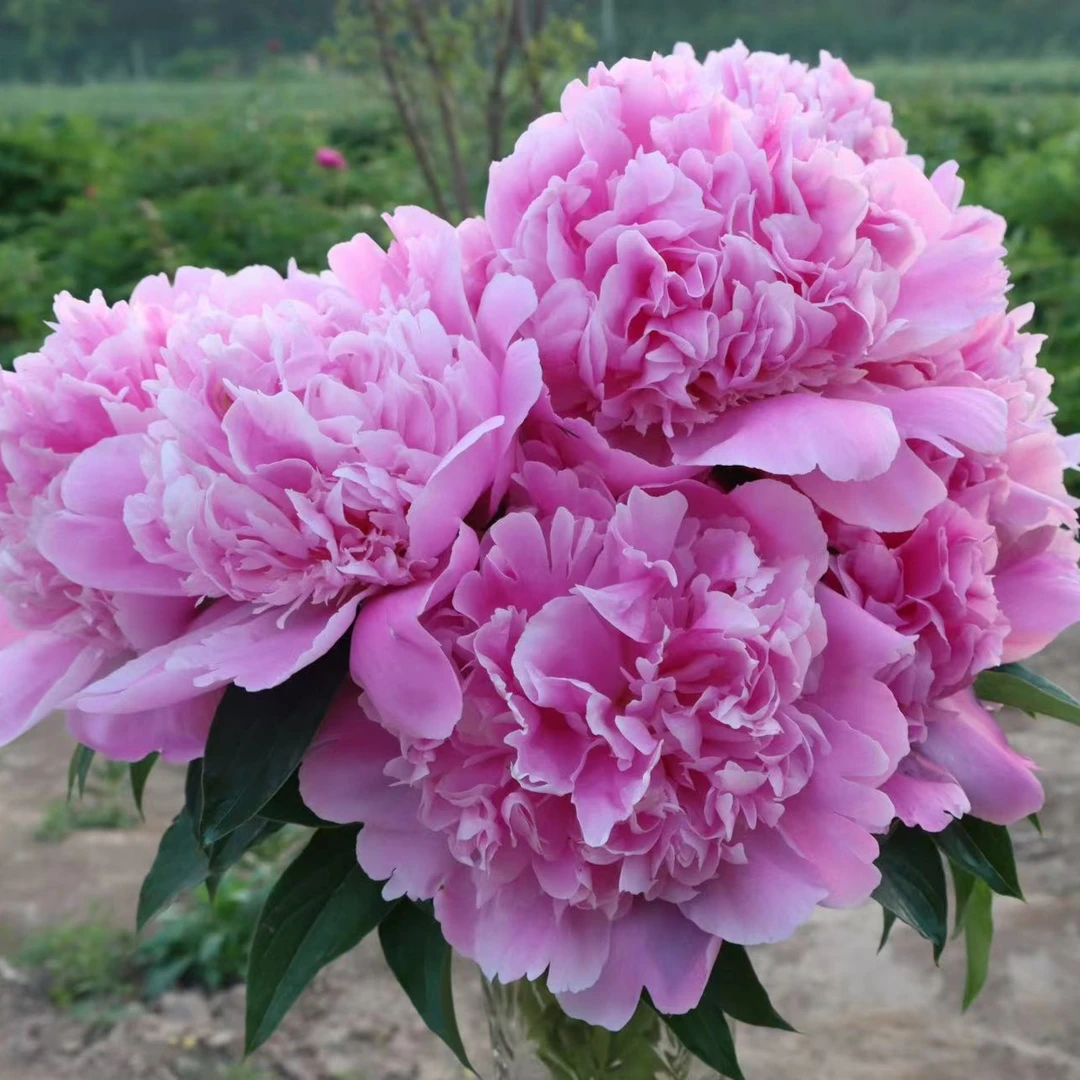 【蒙斯+堪萨斯】3-5芽精品重瓣芍药苗裸根发货适合盆栽地栽庭院阳台
