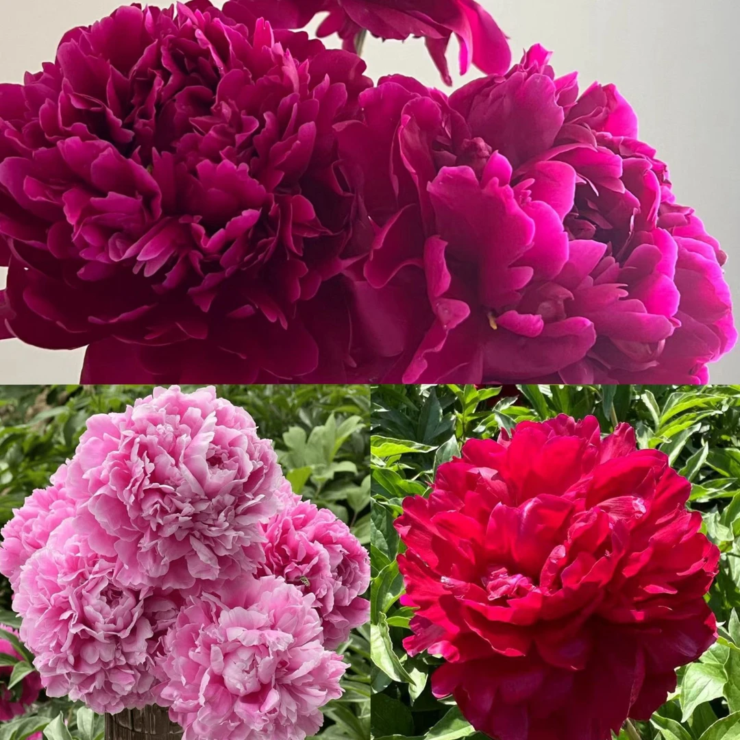 【正宗重瓣观赏芍药】3-5芽菏泽基地直发