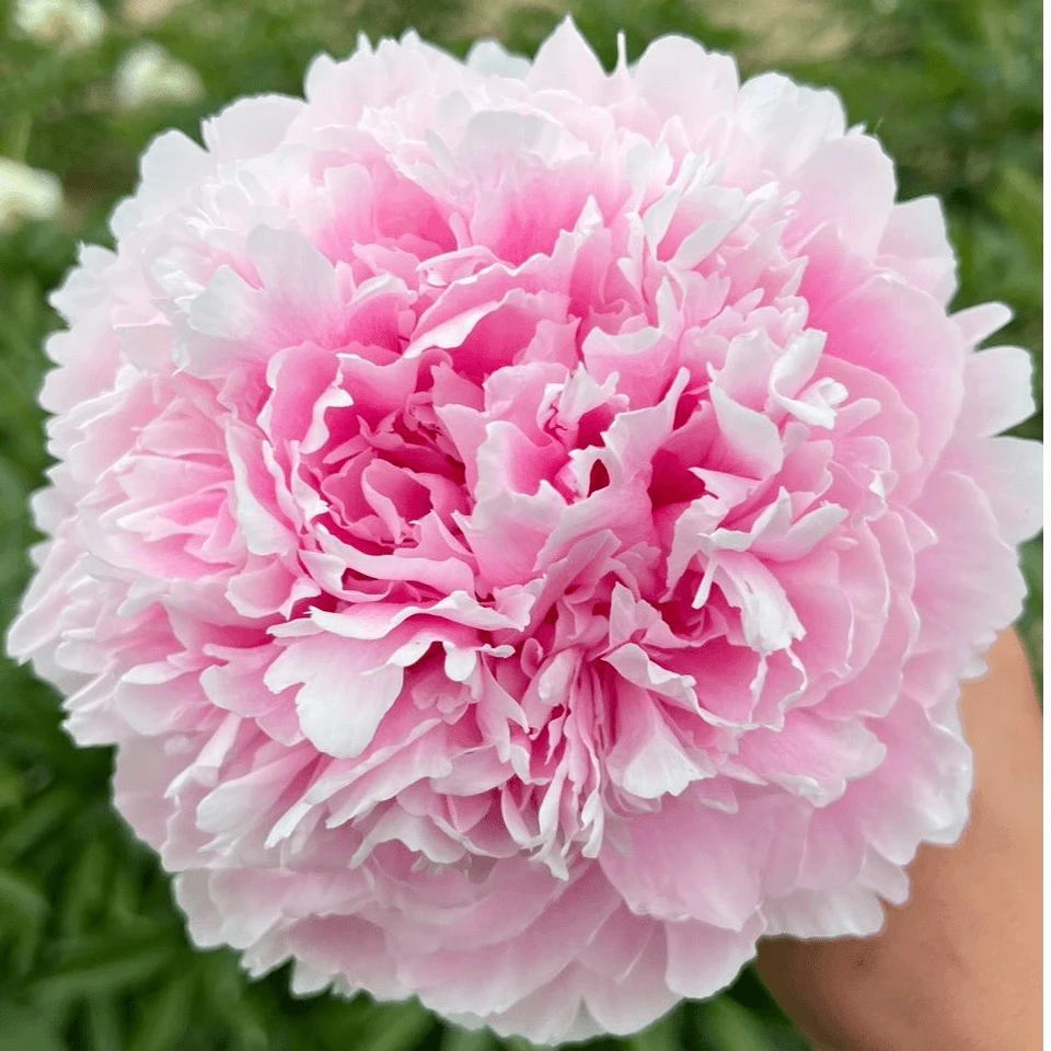 【沙拉】3-5芽精品重瓣芍药苗裸根发货适合盆栽地栽庭院阳台