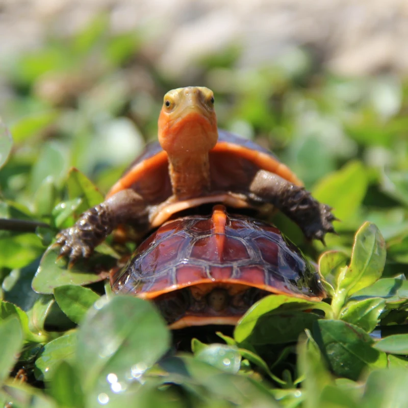 直播挑选2 人工合法养殖 黄缘闭壳龟 龟龟纯安