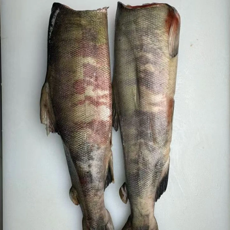 大马哈鱼 俄罗斯进口去头去内脏大规格  单条/两条 包邮