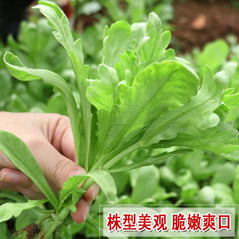 中叶筒篙种子菊花菜种籽青菜籽种大全四季阳台盆栽皇帝菜蔬菜种孑