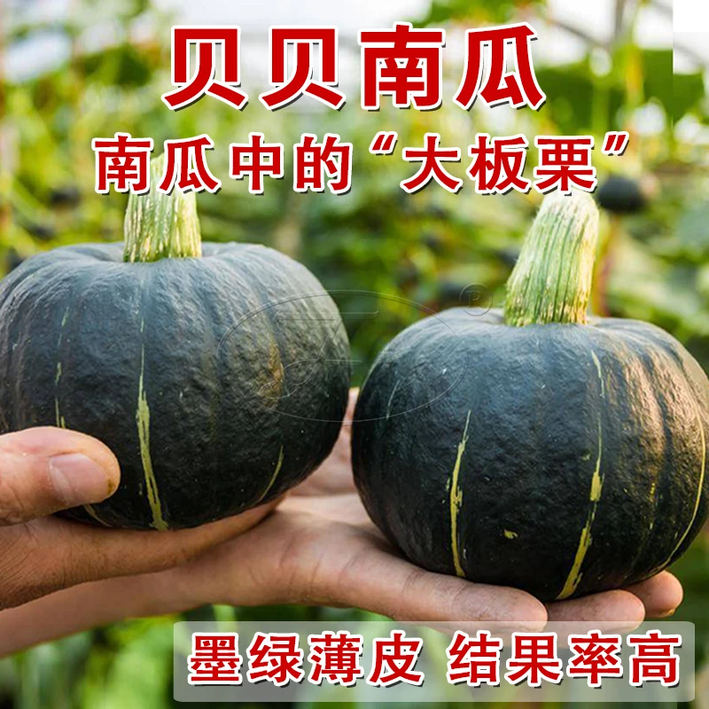 贝贝南瓜种子迷你南瓜种籽大全四季香甜板栗味正宗绿贝贝南瓜种子