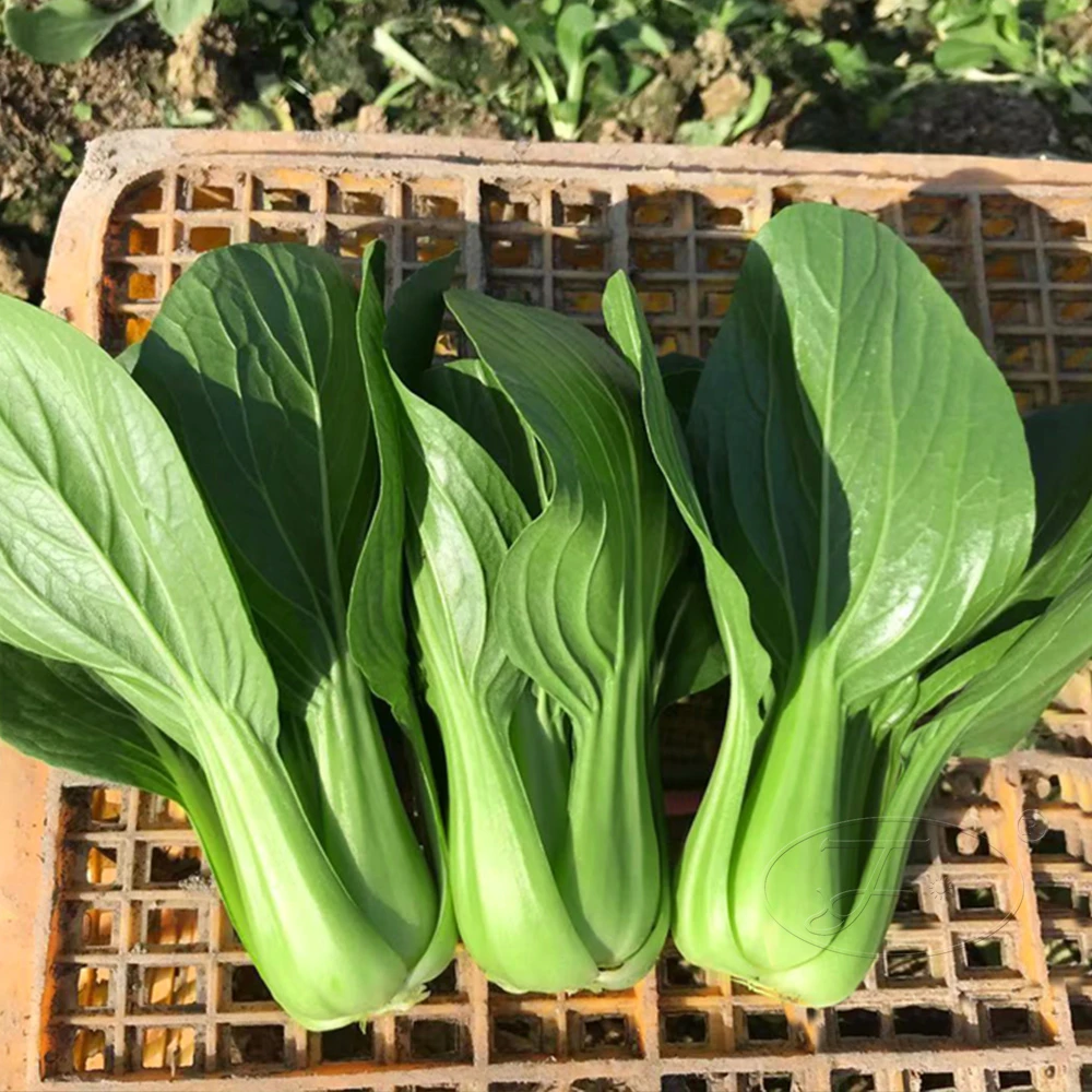 青梗菜种子鸡毛菜种籽子青菜籽种大全四季阳台盆栽珍美66蔬菜种孑