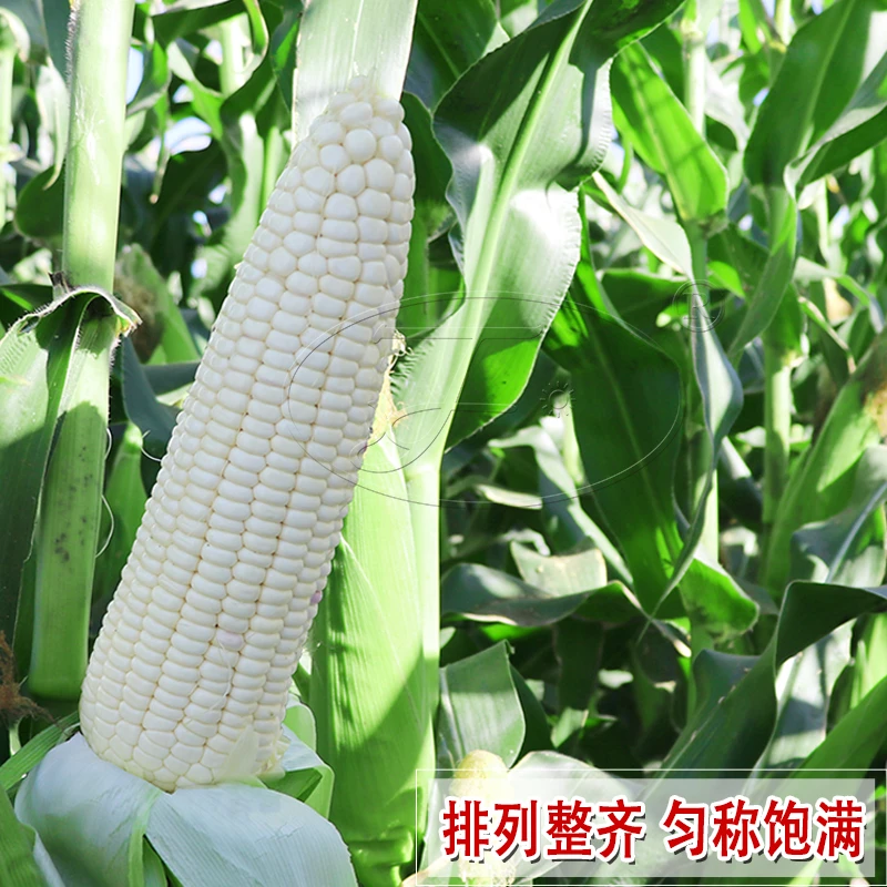 白糯玉米种子粘玉米种籽黏糯玉米籽种大全春季珍甜糯108苞米种孑