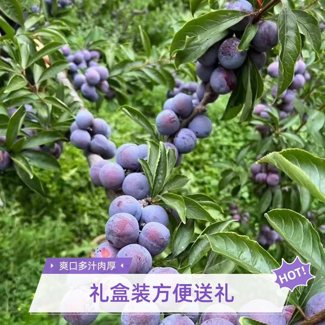 新鲜李子果园现摘现发新鲜李子/爽口多汁肉厚/酸甜四川脆红李/