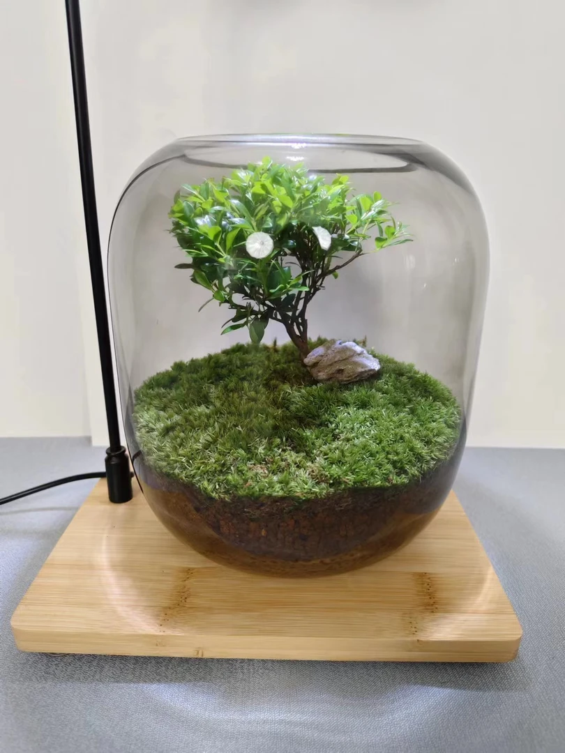 创意桌面微景观生命之树+景观灯