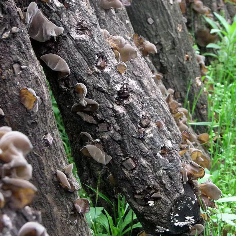 木段木耳长白山精品木耳