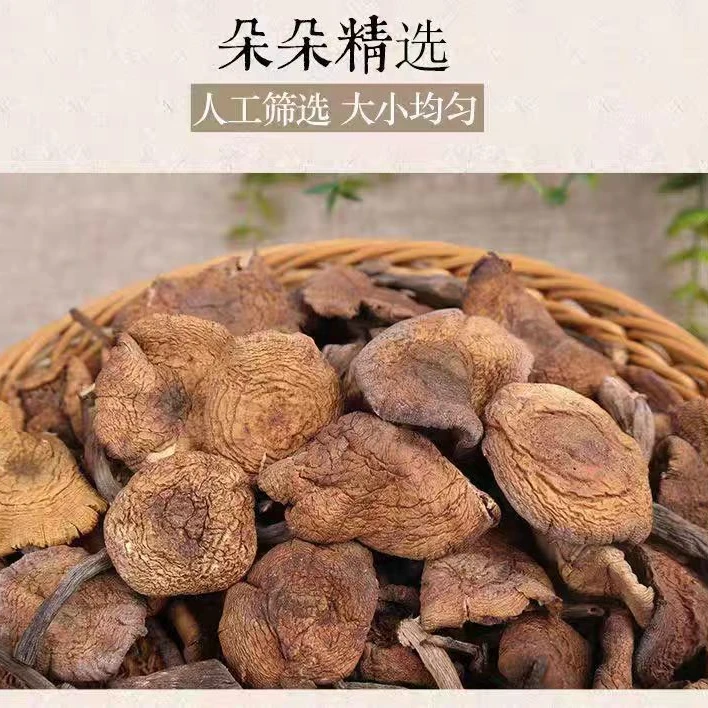 特价榛蘑今年新货