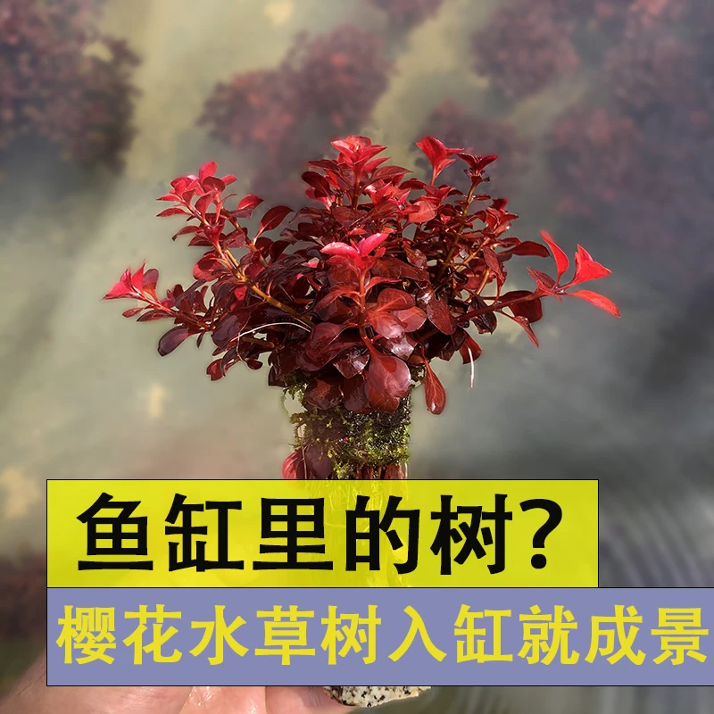 鱼缸红色水草树樱花树水草造景装饰增氧水生植物观赏鱼生态造景缸