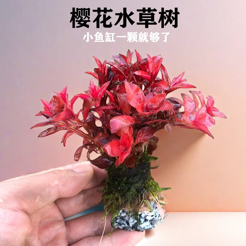鱼缸沉木草樱花水草树带底座沉底红色水草沉木绑好成品