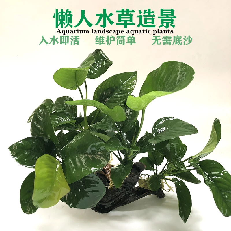 【养宠装备】新手水榕水草水培植物沉木大鱼缸阴性草造景耐高温水草