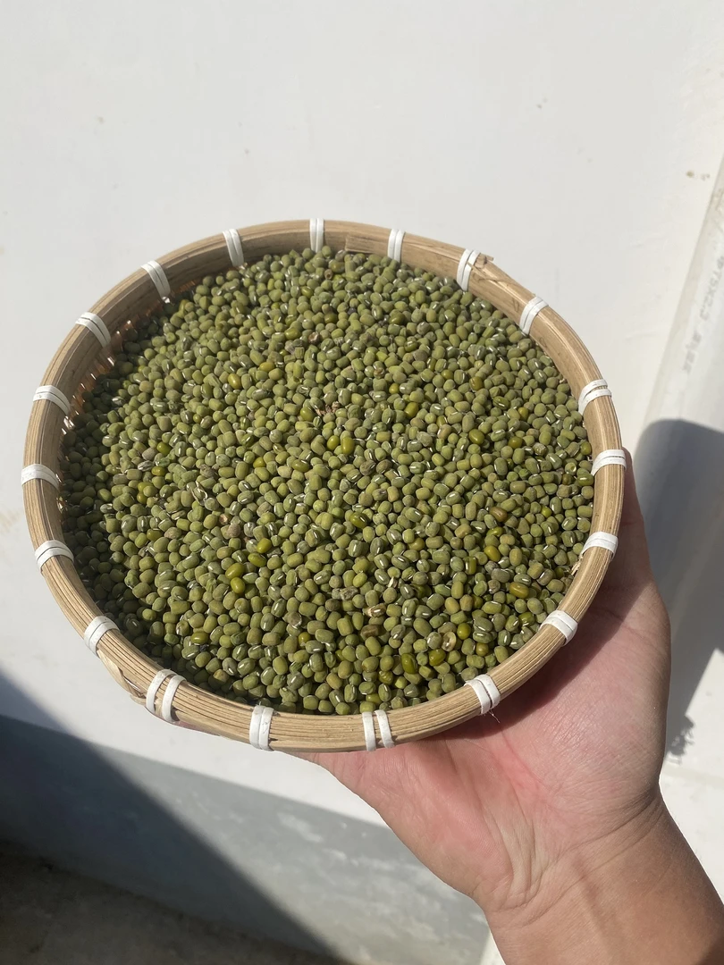 河南农家绿豆新绿豆绿豆粥解暑绿豆汤笨绿豆发豆芽绿豆糕净重五斤