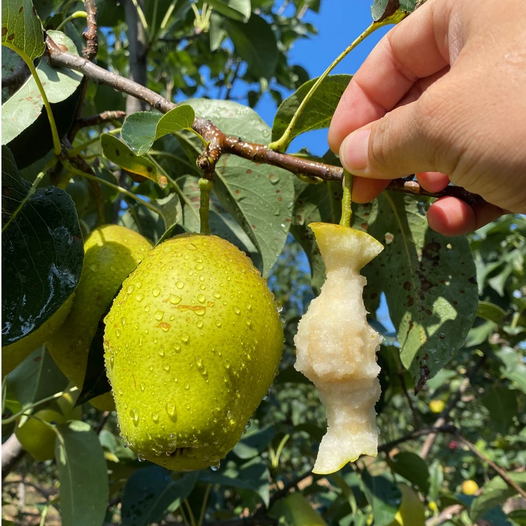 河南省孙蒙飞家皮薄新鲜采摘香梨净重五斤装时令品质甘甜鲜香味美