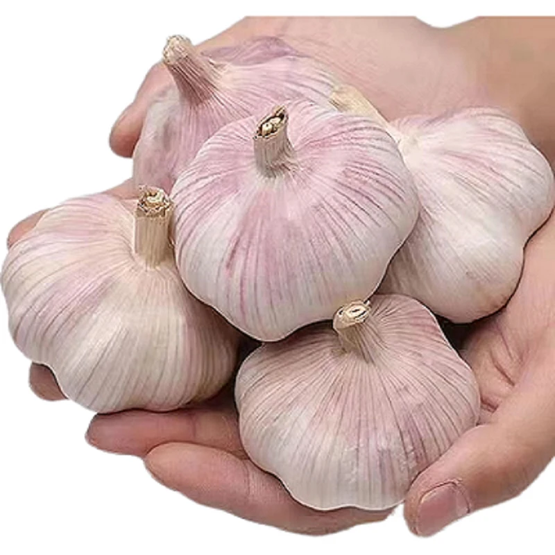 【干大蒜】2025新晒紫白皮干蒜农家大蒜头干大蒜大个头紫白皮足干蒜