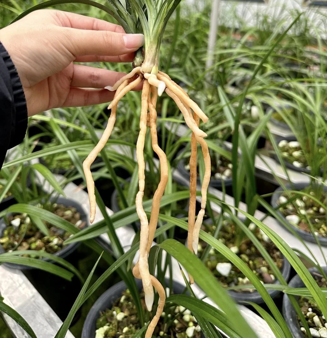 古蔺兰苑精品兰花