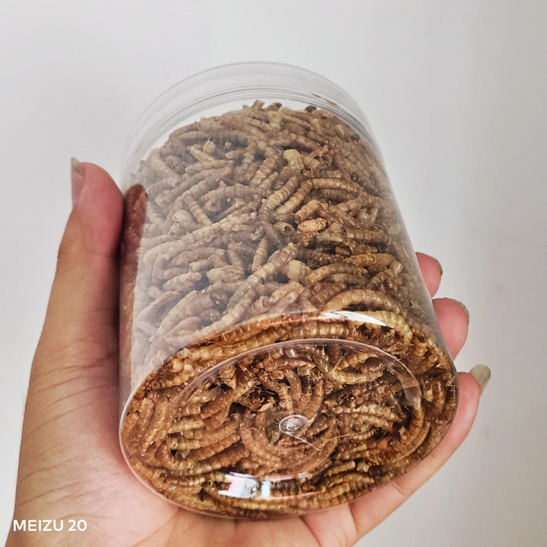 双11八哥鸟训练用面包虫干