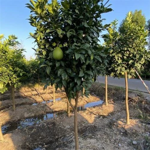 正宗嫁接柚子树苗红心蜜柚盆栽地栽南北方种植三红蜜柚苗当年结果