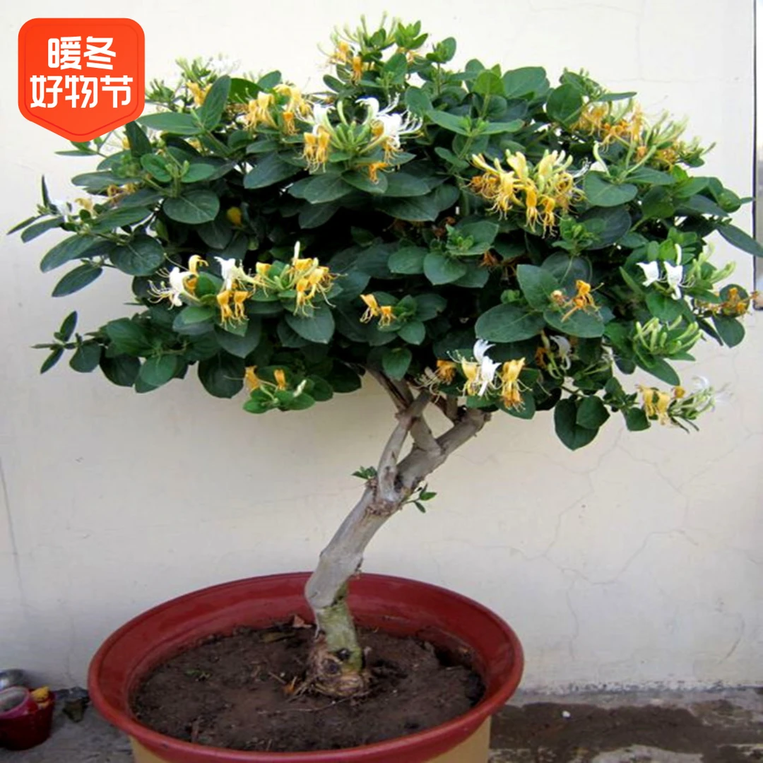 金银花苗树苗盆栽爬藤植物老桩室内庭院攀爬药用四季开花不断好养