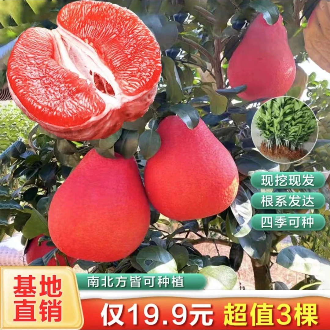 {19.9元3棵泰国暹罗红柚果树苗阳台庭院南北方种植盆栽地栽果树苗