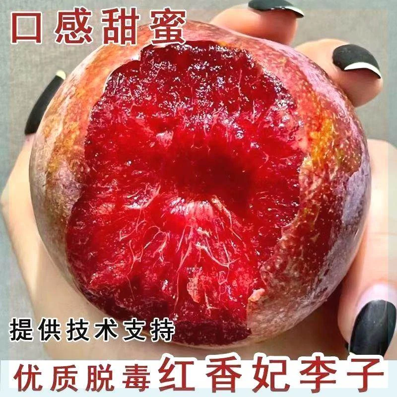 新品种新品种红香妃李子树苗晚熟红肉李子苗嫁接李子树北方种植当