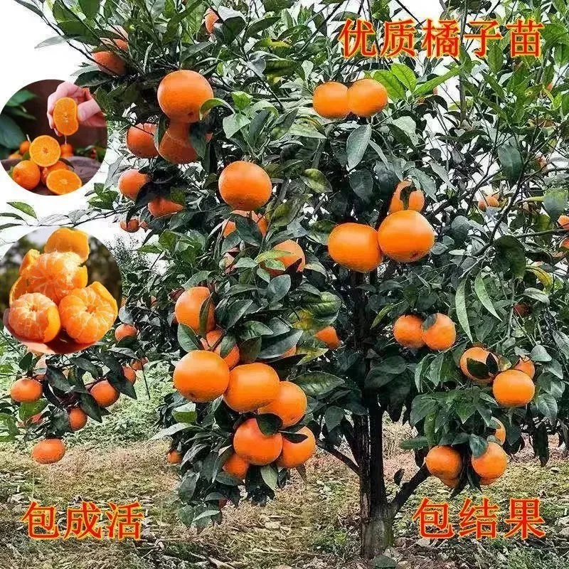 正宗嫁接无籽沙糖橘树苗丑橘沃柑盆栽地栽南北方果树苗当年结果