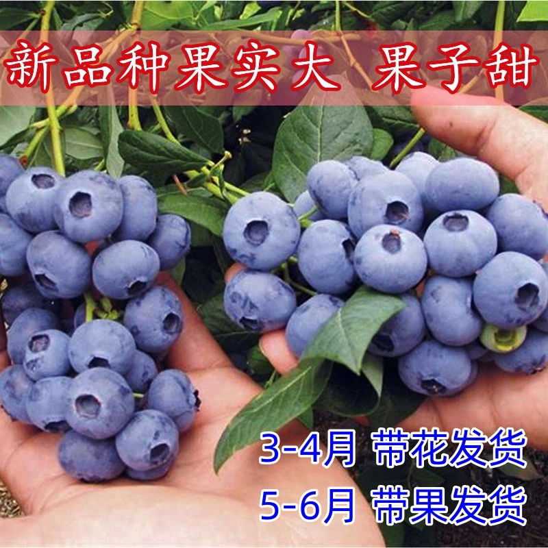 买一送一蓝莓树果苗盆栽地栽南北方种植特大奥尼尔蓝莓苗当年结果