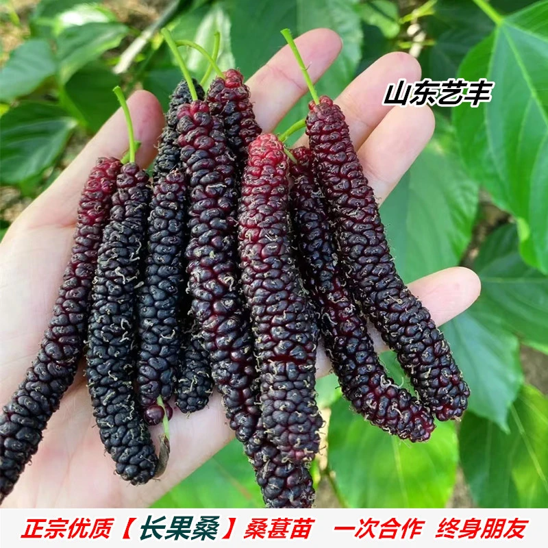 嫁接台湾长果桑桑葚树苗紫金蜜桑纯甜果桑苗北南方种植当年结果苗
