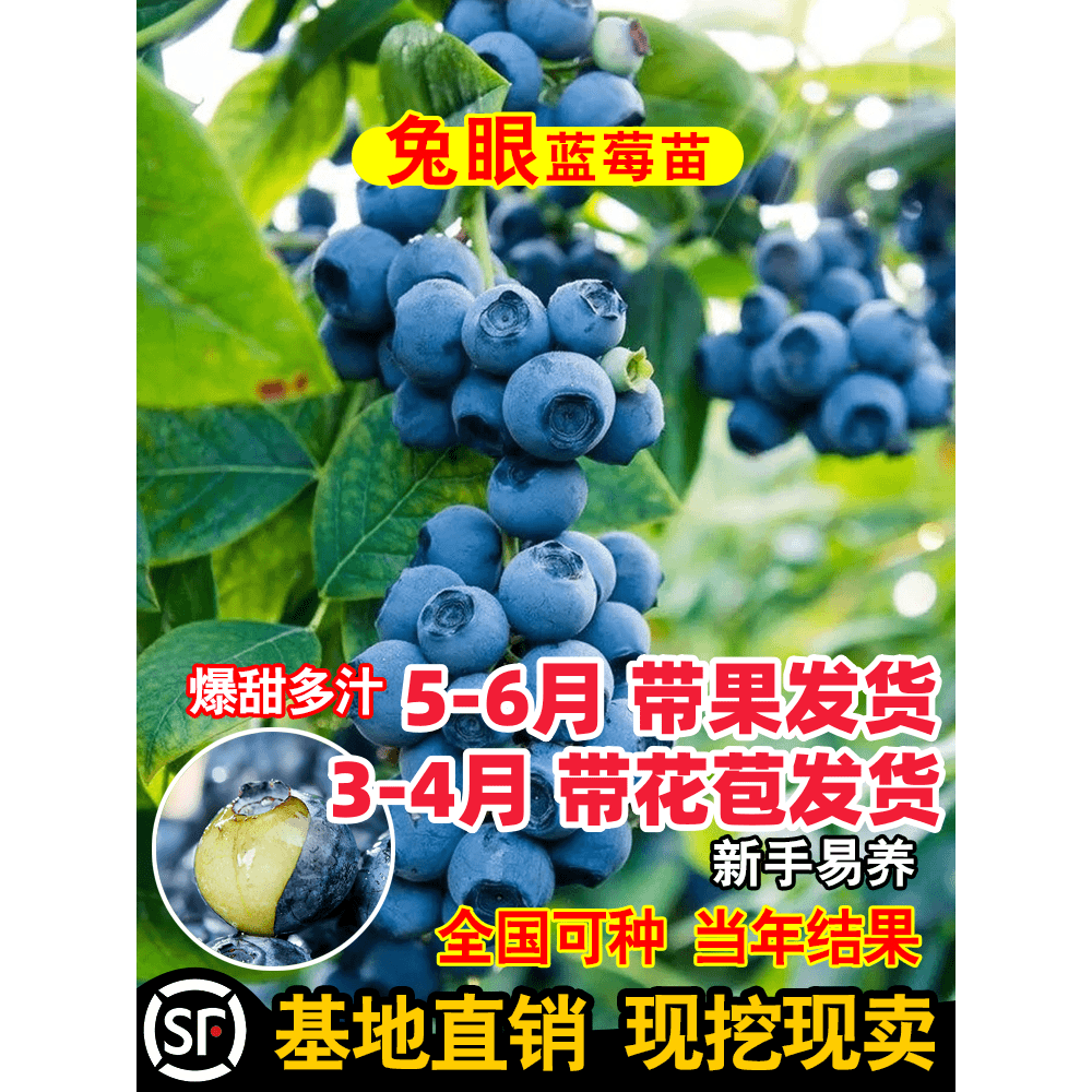 特大果兔眼蓝莓苗买一送一蓝莓树果苗盆栽地栽南北方种植耐寒阳台