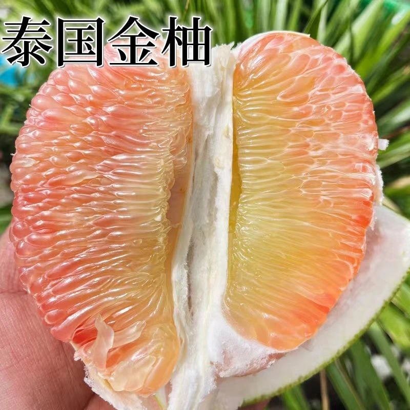 泰国金柚果树苗柚苗新品种正宗柚子苗南北方种植地栽盆栽果树苗