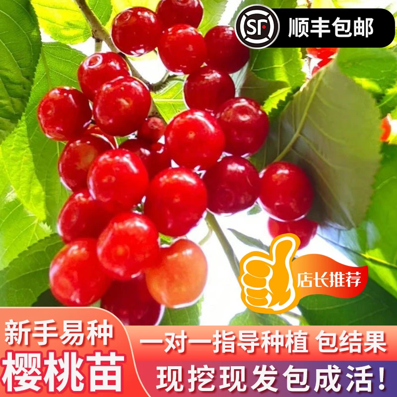 车厘子树苗樱桃树苗南北方种植盆栽庭院果树苗矮化樱桃树大樱桃苗