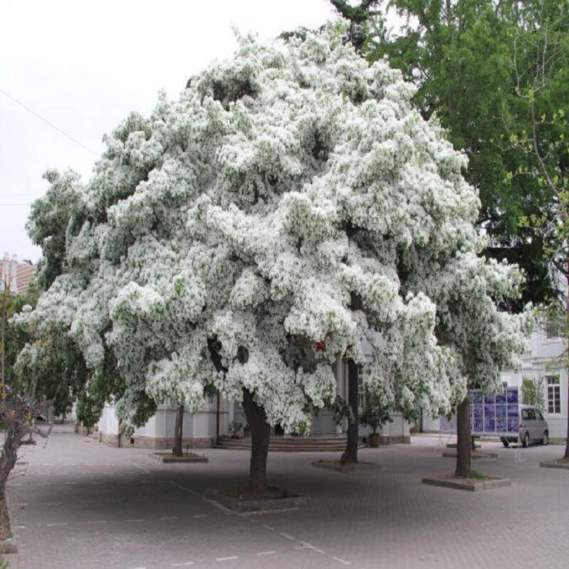 流苏树苗盆栽流苏树苗嫁接桂花母本油根子流苏绿化苗