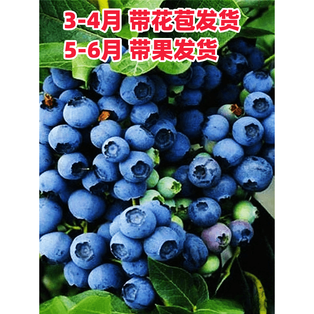 买一送一蓝莓苗（公爵）带土发货盆栽地栽南北方种植果树苗蓝莓树苗