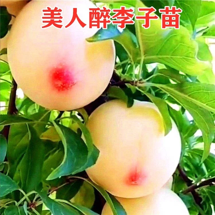 新品种嫁接美人醉李子树苗南方北方庭院种植盆栽地栽抗寒耐旱果苗