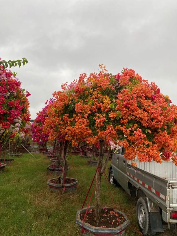 三角梅一物一拍16号链接黄色红色各种颜色三角梅
