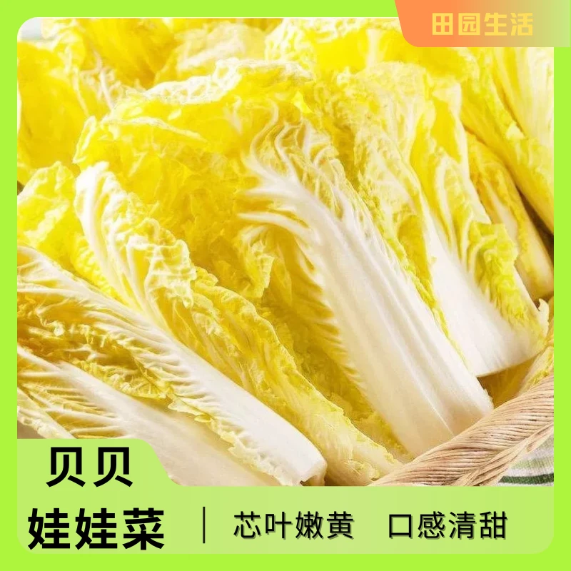 【种子】贝贝娃娃菜种子生长快耐旱耐热白菜阳台四季 贝贝娃娃菜