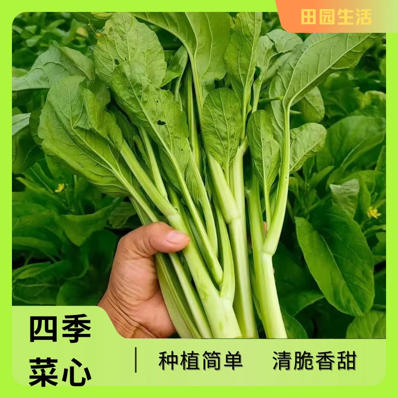 【种子】四季菜心种子广东四九菜心蔬菜种子温室种植播种  四季菜心