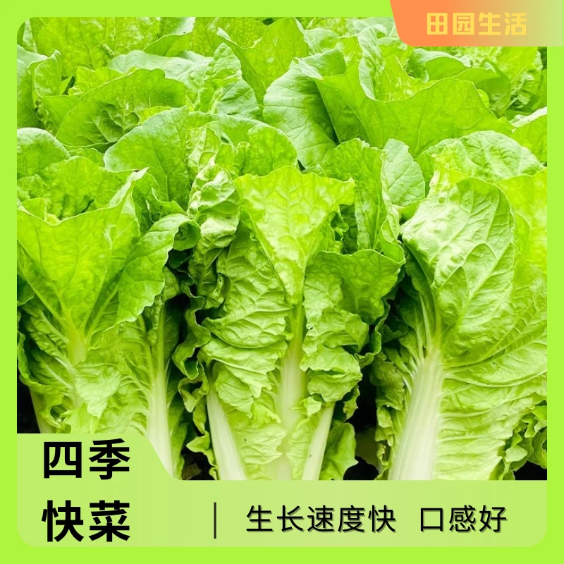 【种子】四季快菜种子高产速生鲜嫩奶油小青菜蔬菜种子阳台四季快菜