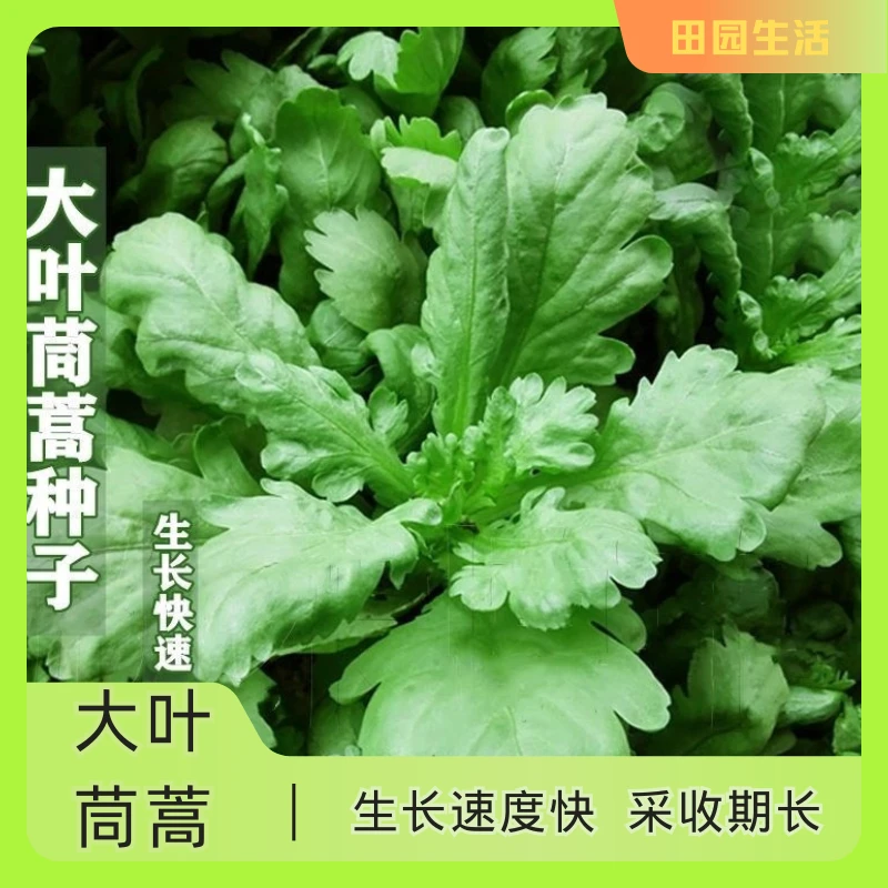 【种子】大叶茼蒿种子四季茼蒿菜南方阳台小院蔬菜种子种植大叶茼蒿