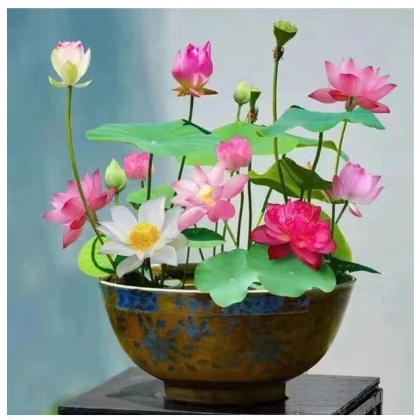 【9.9元两包10个 拍两单发六包30个】无土水培碗莲种子 四季种植