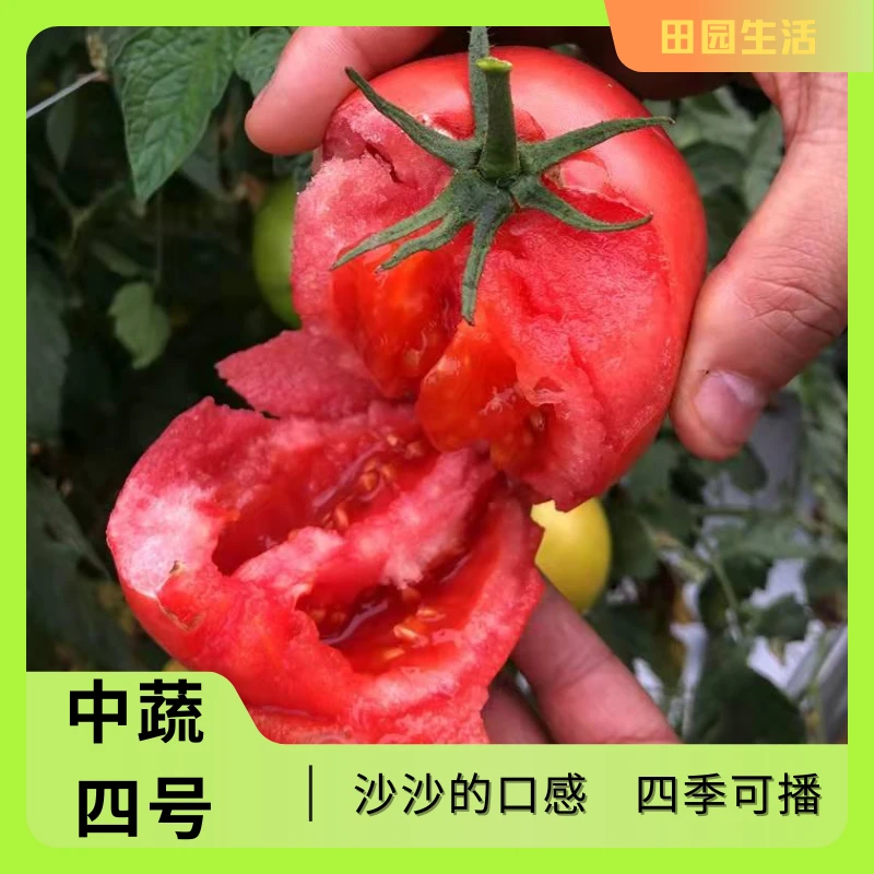 【种子】大西红柿种子大番茄西红柿番茄春天高产蔬菜种子  中蔬四号