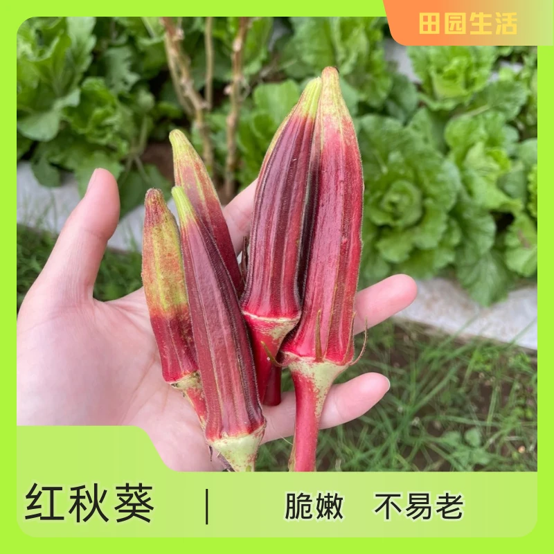 【种子】红秋葵种籽高产水果蔬菜蔬菜种籽 红秋葵